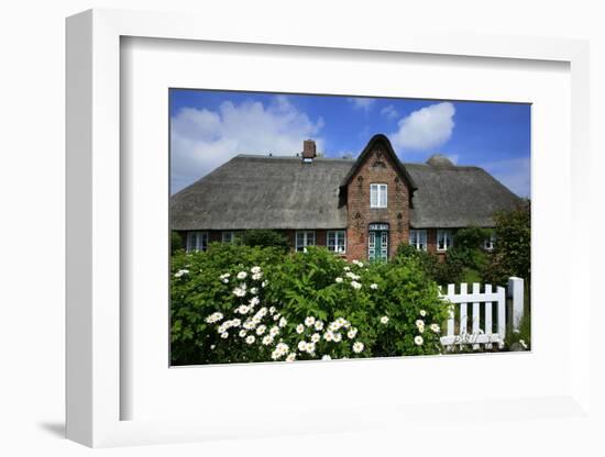 View over Garden Gate and Hedge with Flowering Oxeye Daisies-Uwe Steffens-Framed Photographic Print