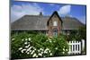 View over Garden Gate and Hedge with Flowering Oxeye Daisies-Uwe Steffens-Mounted Photographic Print