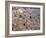 View over Modica, Sicily, Italy-Demetrio Carrasco-Framed Photographic Print