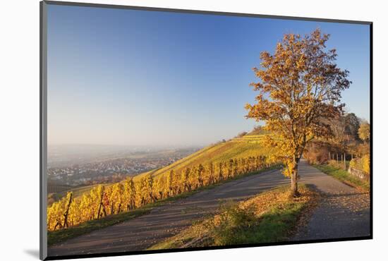 View over Stuttgart with the Tomb Chapel, Vineyards at Sundown in Autumn, Germany-Markus Lange-Mounted Photographic Print