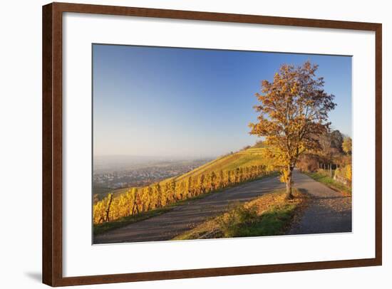 View over Stuttgart with the Tomb Chapel, Vineyards at Sundown in Autumn, Germany-Markus Lange-Framed Photographic Print