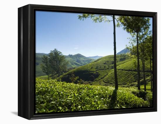 View over Tea Plantations, Near Munnar, Kerala, India, Asia-Stuart Black-Framed Premier Image Canvas