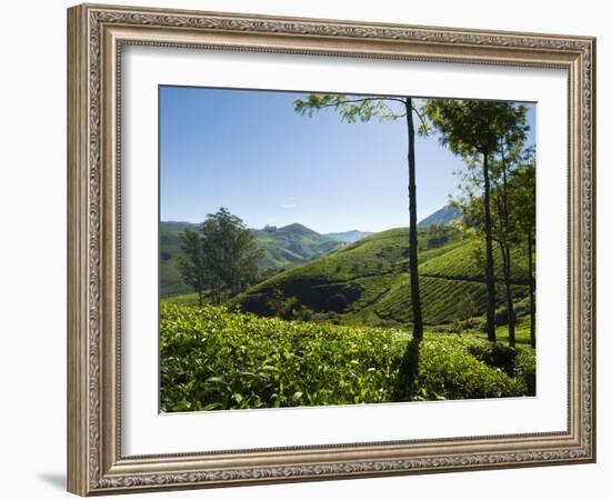 View over Tea Plantations, Near Munnar, Kerala, India, Asia-Stuart Black-Framed Photographic Print