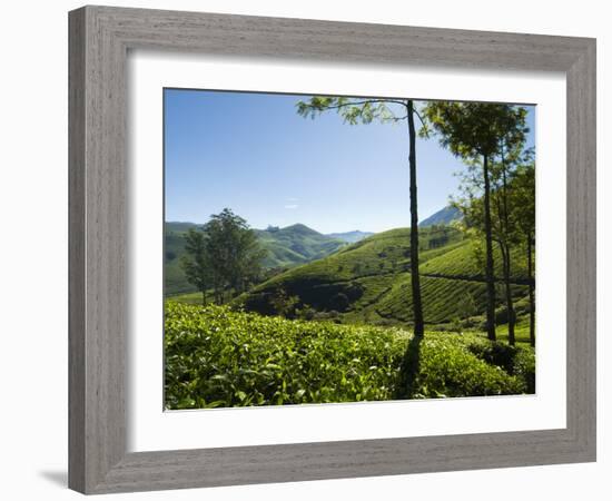 View over Tea Plantations, Near Munnar, Kerala, India, Asia-Stuart Black-Framed Photographic Print