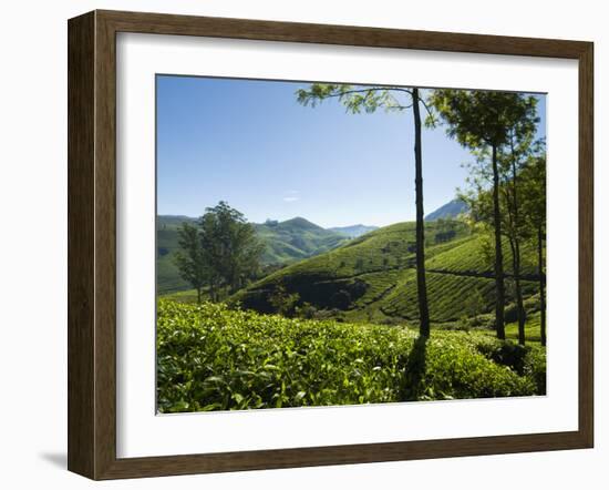 View over Tea Plantations, Near Munnar, Kerala, India, Asia-Stuart Black-Framed Photographic Print