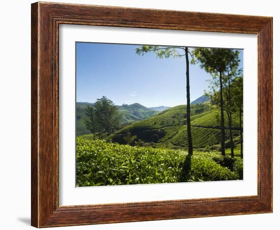 View over Tea Plantations, Near Munnar, Kerala, India, Asia-Stuart Black-Framed Photographic Print