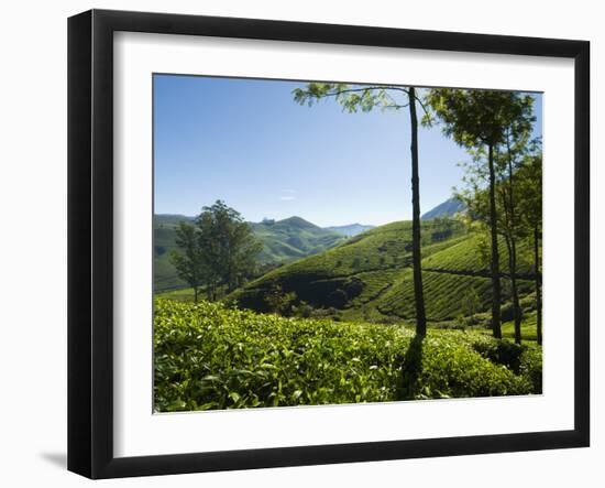 View over Tea Plantations, Near Munnar, Kerala, India, Asia-Stuart Black-Framed Photographic Print