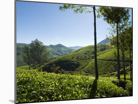 View over Tea Plantations, Near Munnar, Kerala, India, Asia-Stuart Black-Mounted Photographic Print