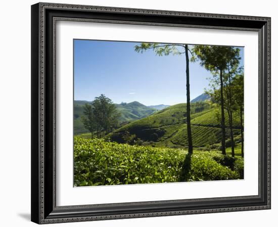 View over Tea Plantations, Near Munnar, Kerala, India, Asia-Stuart Black-Framed Photographic Print