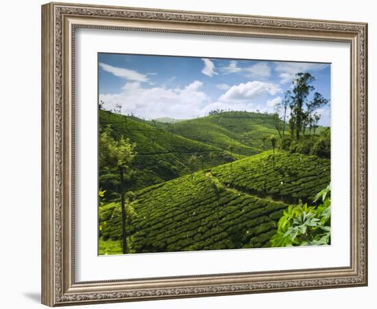 View over Tea Plantations, Near Munnar, Kerala, India, Asia-Stuart Black-Framed Photographic Print