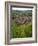 View over the Village of Riquewihr and Vineyards in the Wine Route Area, Alsace, France, Europe-Yadid Levy-Framed Photographic Print