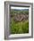 View over the Village of Riquewihr and Vineyards in the Wine Route Area, Alsace, France, Europe-Yadid Levy-Framed Photographic Print