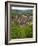 View over the Village of Riquewihr and Vineyards in the Wine Route Area, Alsace, France, Europe-Yadid Levy-Framed Photographic Print