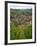 View over the Village of Riquewihr and Vineyards in the Wine Route Area, Alsace, France, Europe-Yadid Levy-Framed Photographic Print