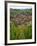 View over the Village of Riquewihr and Vineyards in the Wine Route Area, Alsace, France, Europe-Yadid Levy-Framed Photographic Print