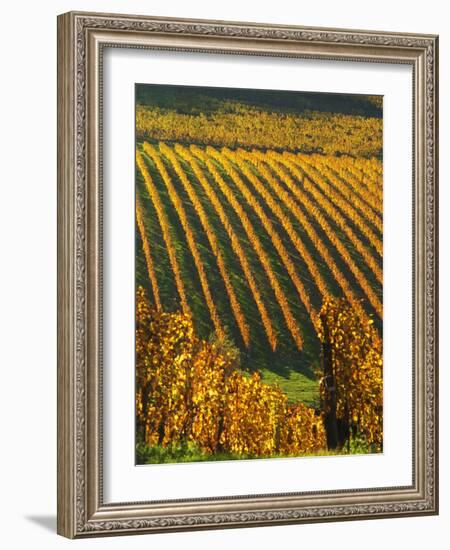 View Over the Vineyards in Bergerac, Chateau Belingard, Bergerac, Dordogne, France-Per Karlsson-Framed Photographic Print