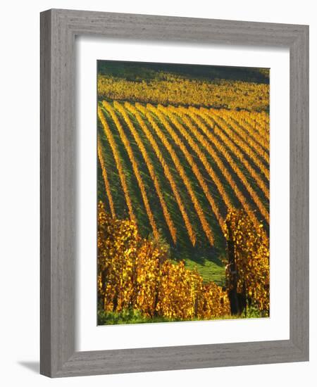 View Over the Vineyards in Bergerac, Chateau Belingard, Bergerac, Dordogne, France-Per Karlsson-Framed Photographic Print