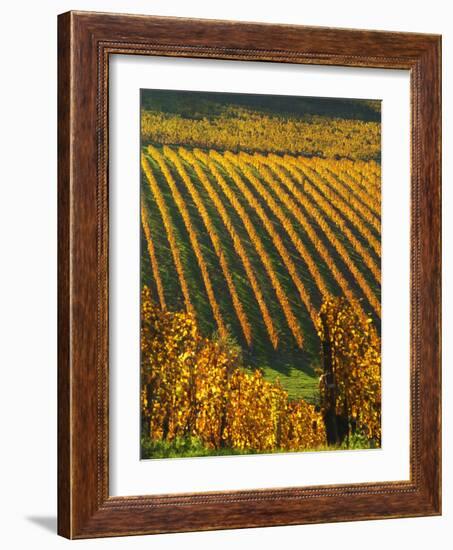 View Over the Vineyards in Bergerac, Chateau Belingard, Bergerac, Dordogne, France-Per Karlsson-Framed Photographic Print