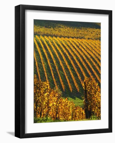 View Over the Vineyards in Bergerac, Chateau Belingard, Bergerac, Dordogne, France-Per Karlsson-Framed Photographic Print