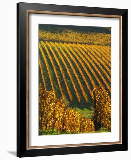 View Over the Vineyards in Bergerac, Chateau Belingard, Bergerac, Dordogne, France-Per Karlsson-Framed Photographic Print