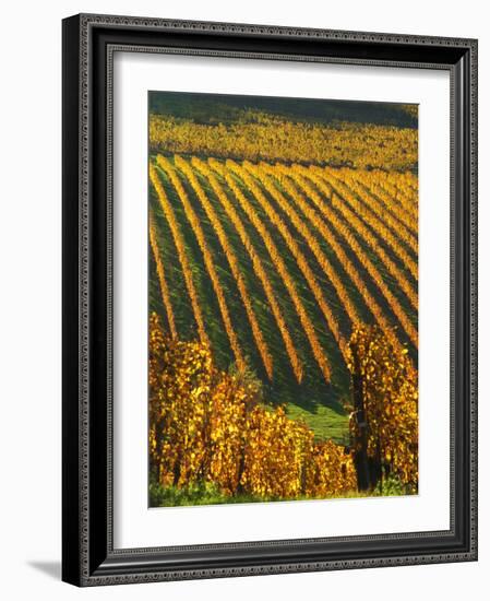 View Over the Vineyards in Bergerac, Chateau Belingard, Bergerac, Dordogne, France-Per Karlsson-Framed Photographic Print