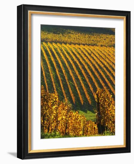 View Over the Vineyards in Bergerac, Chateau Belingard, Bergerac, Dordogne, France-Per Karlsson-Framed Photographic Print