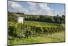 View over the Vineyards, St. Emilion, Gironde, Aquitaine, France-Michael Runkel-Mounted Photographic Print