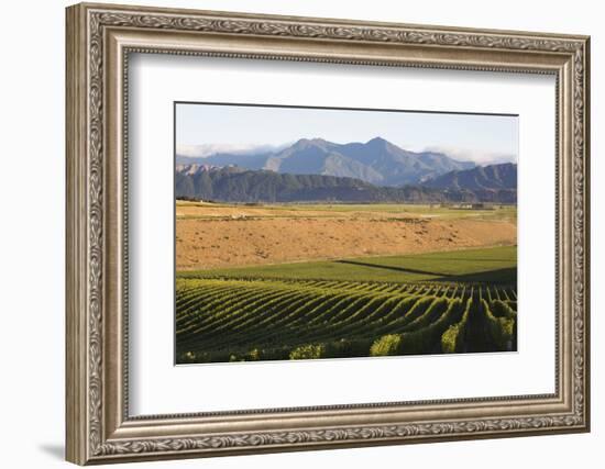 View over typical vineyard in the Wairau Valley, early morning, Renwick, near Blenheim, Marlborough-Ruth Tomlinson-Framed Photographic Print