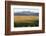 View over typical vineyard in the Wairau Valley, early morning, Renwick, near Blenheim, Marlborough-Ruth Tomlinson-Framed Photographic Print