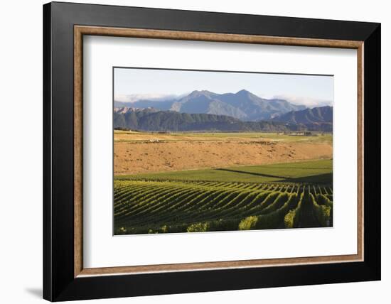 View over typical vineyard in the Wairau Valley, early morning, Renwick, near Blenheim, Marlborough-Ruth Tomlinson-Framed Photographic Print