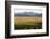 View over typical vineyard in the Wairau Valley, early morning, Renwick, near Blenheim, Marlborough-Ruth Tomlinson-Framed Photographic Print