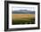 View over typical vineyard in the Wairau Valley, early morning, Renwick, near Blenheim, Marlborough-Ruth Tomlinson-Framed Photographic Print