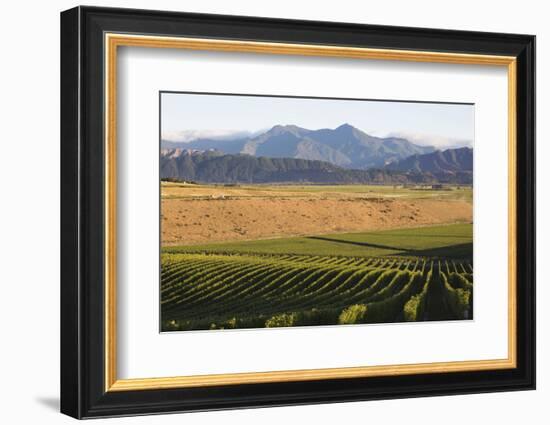 View over typical vineyard in the Wairau Valley, early morning, Renwick, near Blenheim, Marlborough-Ruth Tomlinson-Framed Photographic Print