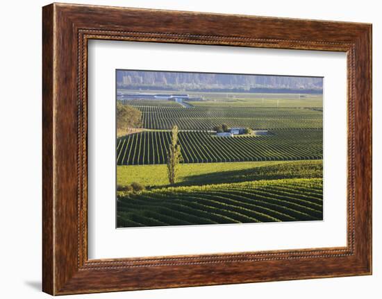 View over typical vineyards in the Wairau Valley, early morning, Renwick, near Blenheim, Marlboroug-Ruth Tomlinson-Framed Photographic Print