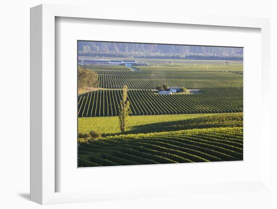 View over typical vineyards in the Wairau Valley, early morning, Renwick, near Blenheim, Marlboroug-Ruth Tomlinson-Framed Photographic Print