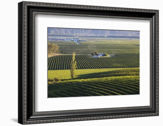 View over typical vineyards in the Wairau Valley, early morning, Renwick, near Blenheim, Marlboroug-Ruth Tomlinson-Framed Photographic Print