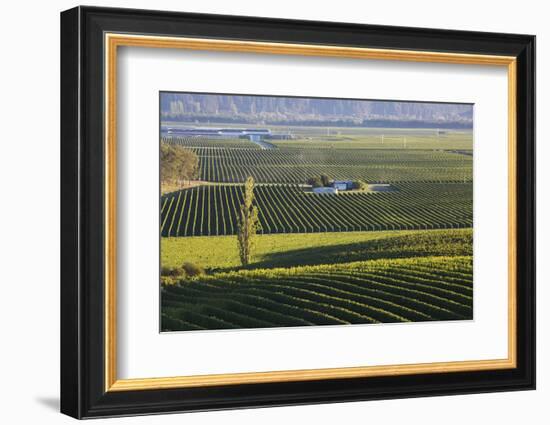 View over typical vineyards in the Wairau Valley, early morning, Renwick, near Blenheim, Marlboroug-Ruth Tomlinson-Framed Photographic Print