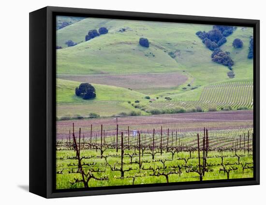 View Overlooking the Viansa Winery, Sonoma Valley, California, USA-Julie Eggers-Framed Premier Image Canvas