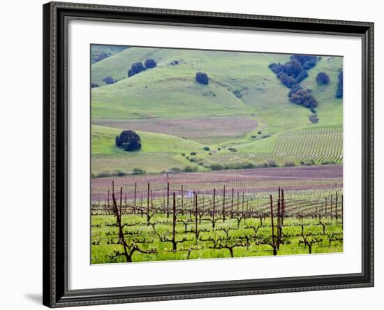 View Overlooking the Viansa Winery, Sonoma Valley, California, USA-Julie Eggers-Framed Photographic Print