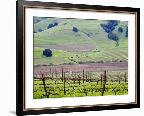 View Overlooking the Viansa Winery, Sonoma Valley, California, USA-Julie Eggers-Framed Photographic Print