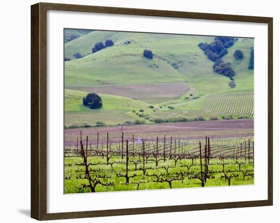 View Overlooking the Viansa Winery, Sonoma Valley, California, USA-Julie Eggers-Framed Photographic Print