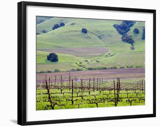 View Overlooking the Viansa Winery, Sonoma Valley, California, USA-Julie Eggers-Framed Photographic Print