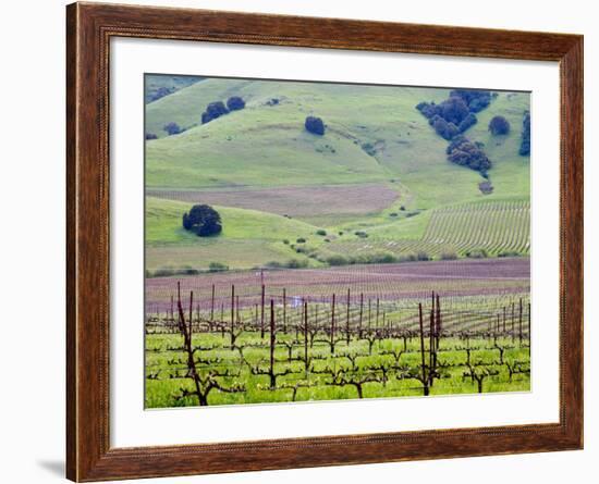 View Overlooking the Viansa Winery, Sonoma Valley, California, USA-Julie Eggers-Framed Photographic Print