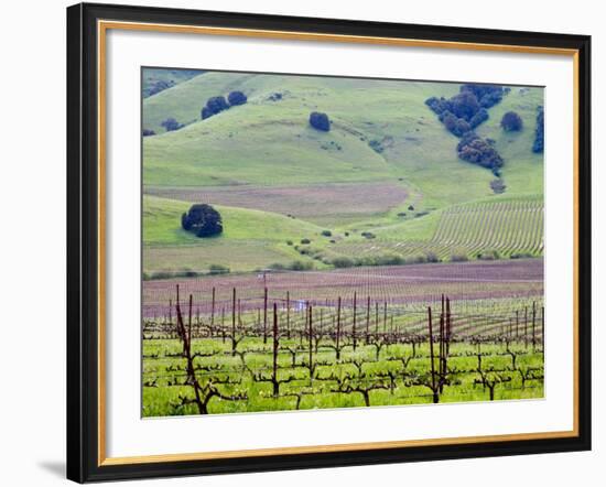 View Overlooking the Viansa Winery, Sonoma Valley, California, USA-Julie Eggers-Framed Photographic Print