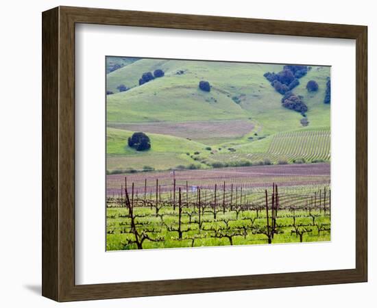 View Overlooking the Viansa Winery, Sonoma Valley, California, USA-Julie Eggers-Framed Photographic Print