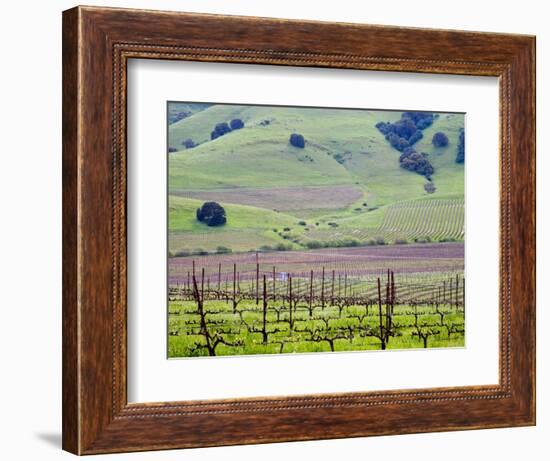 View Overlooking the Viansa Winery, Sonoma Valley, California, USA-Julie Eggers-Framed Photographic Print