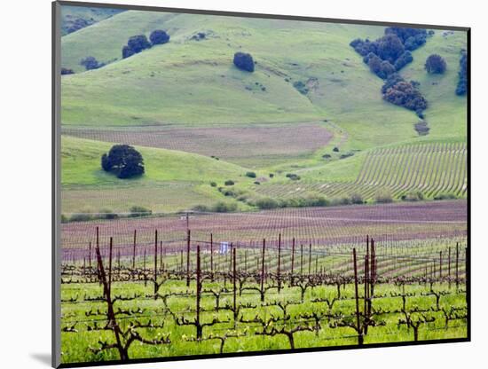 View Overlooking the Viansa Winery, Sonoma Valley, California, USA-Julie Eggers-Mounted Photographic Print