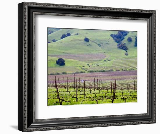 View Overlooking the Viansa Winery, Sonoma Valley, California, USA-Julie Eggers-Framed Photographic Print