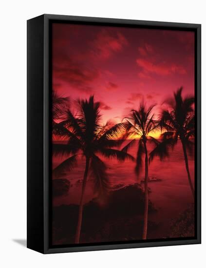 View Palm Trees on Beach, Big Islands, Kona, Hawaii, USA-Stuart Westmorland-Framed Premier Image Canvas