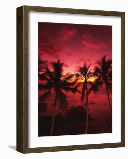 View Palm Trees on Beach, Big Islands, Kona, Hawaii, USA-Stuart Westmorland-Framed Photographic Print